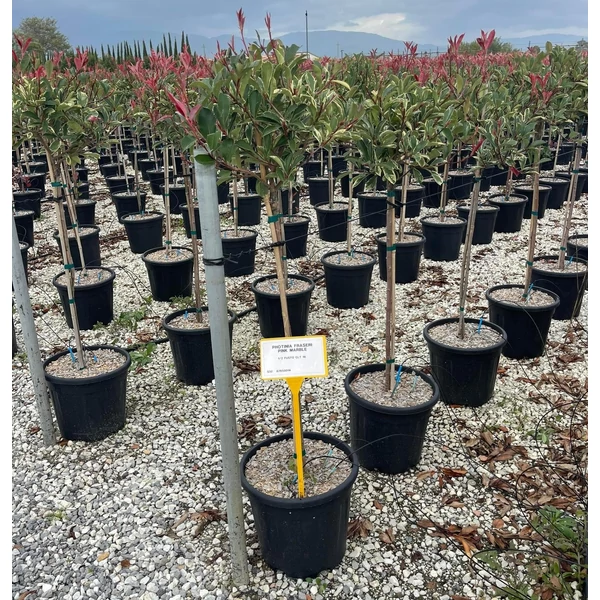 Örökzöld korallberkenye PHOTINIA FRASERI PINK MARBLE T1/2 K18