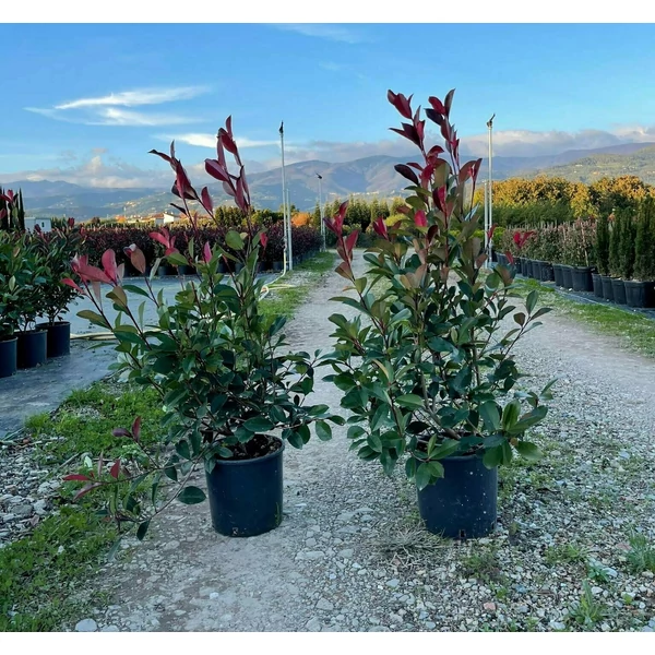Örökzöld korallberkenye PHOTINIA FRASERI RED ROBIN K9 