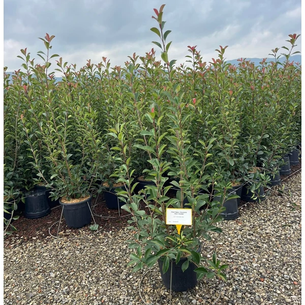 Örökzöld korallberkenye PHOTINIA FRASERI RED ROBIN 120/150 K18