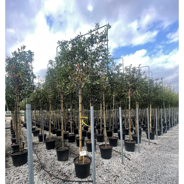Örökzöld korallberkenye PHOTINIA FRASERI RED ROBIN T200  10/12 FAL 150×120 K55