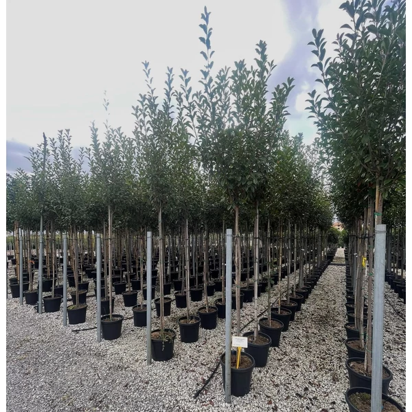Örökzöld korallberkenye PHOTINIA FRASERI RED ROBIN T200 6/8 K35 