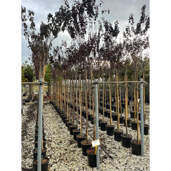 Vérszilva PRUNUS CERASIFERA PISSARDII NIGRA T200 8/10 K18