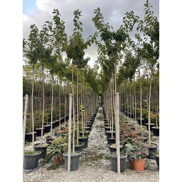 Japán díszcseresznye PRUNUS SERRULATA KANZAN T200 8/10 K25 