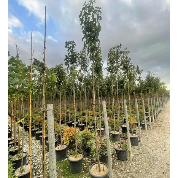 Kínai vadkörte PYRUS CALLERYANA CHANTICLEER T200 8/10 K25  