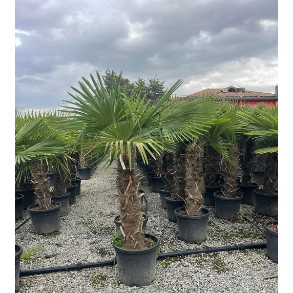 Kínai kenderpálma CHAMAEROPS EXCELSA TR70/80 K45
