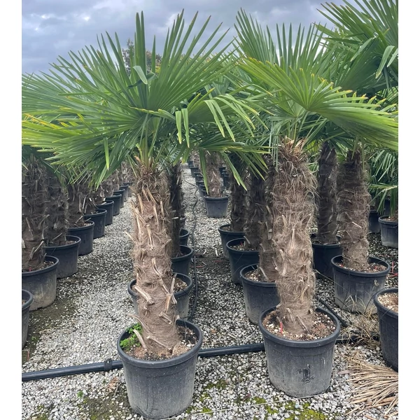 Kínai kenderpálma CHAMAEROPS EXCELSA TR170 K55