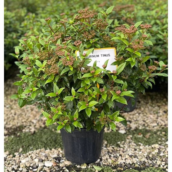 Téli bangita VIBURNUM TINUS 40/60 K9  