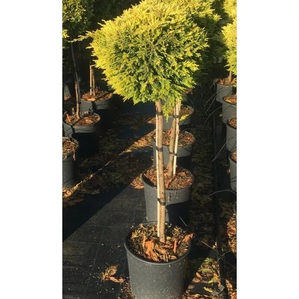 Arany lombú leyland ciprus CUPRESSOCYPARIS LEYLANDII GOLD RIDER T1/4 K7