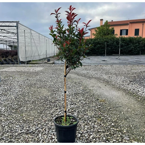 Örökzöld korallberkenye  PHOTINIA FRASERI COMPACTA T1/4 K7