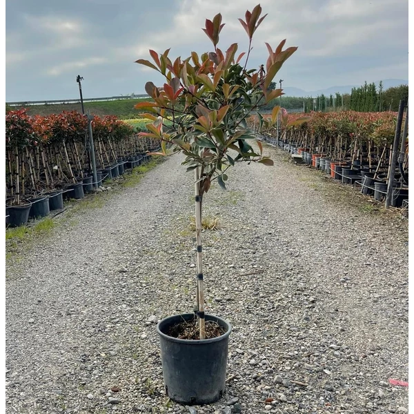 Örökzöld korallberkenye   PHOTINIA FRASERI PINK MARBLE T1/4 K7