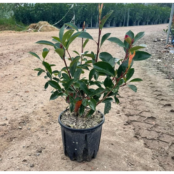 Örökzöld korallberkenye   PHOTINIA FRASERI RED ROBIN 40/60 K3