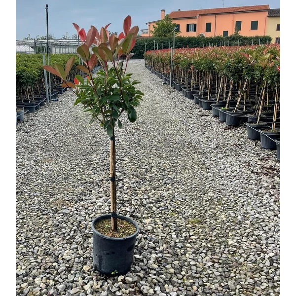 Örökzöld korallberkenye  PHOTINIA FRASERI RED ROBIN T1/4 K7