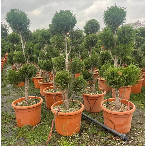 Leyland ciprus  CUPRESSOCYPARIS LEYLANDII PYRAMIDALIS POM-PON 80/+ K12