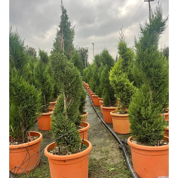 Leyland ciprus   CUPRESSOCYPARIS LEYLANDII PYRAMIDALIS SPIRÁL 80/+ K12