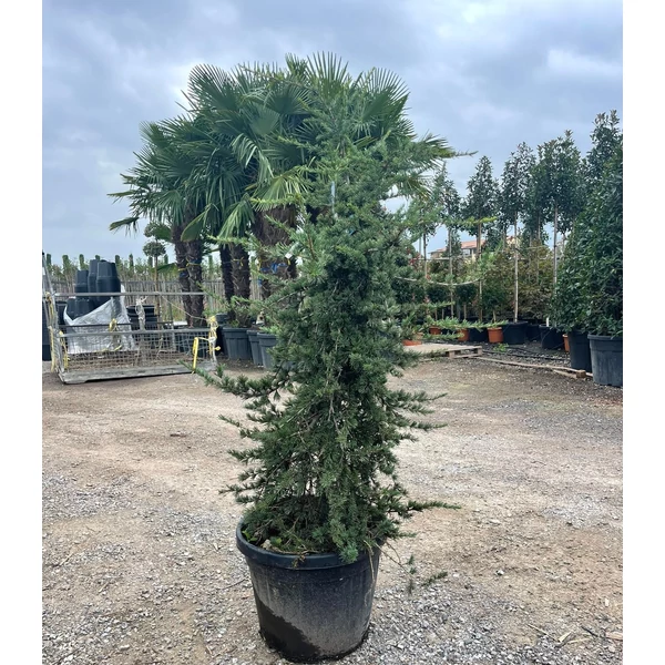 Libanoni cédrus  CEDRUS LIBANI SARGENTII PENDULA 100/120 K35