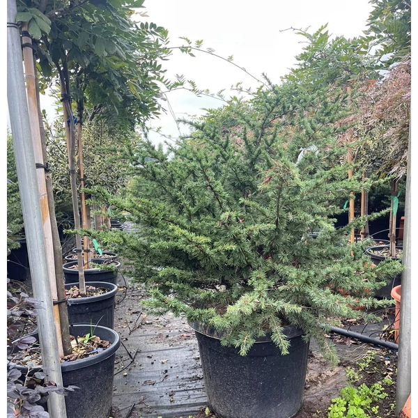 Libanoni cédrus  CEDRUS LIBANI COMPACTA GÖMB K35