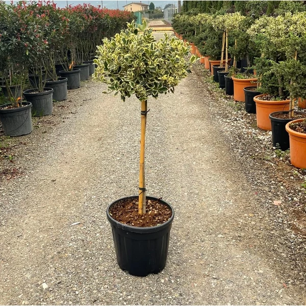 Közönséges magyal   ILEX AQUIFOLIUM ARGENTEOMARGINATA T80 K20