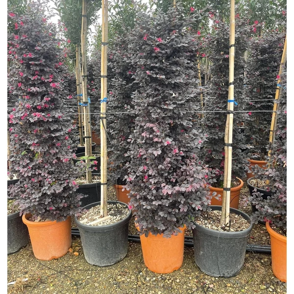 Kínai rojtosvirág   LOROPETALUM CHINENSE BLACK PEARL KÚP 150/+ K30