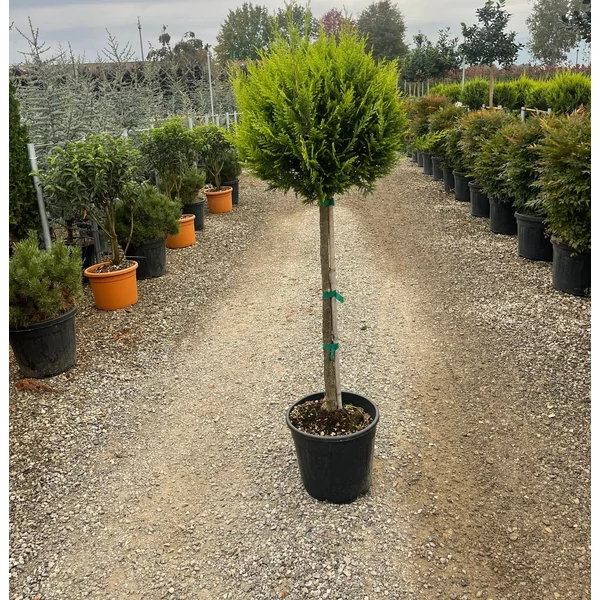 Arany lombú leyland ciprus CUPRESSOCYPARIS LEYLANDII CASTLEWELLAN GOLD T80 K20