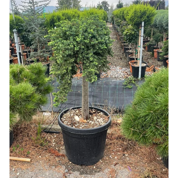 Fövenyboróka   JUNIPERUS CONFERTA BLUE PACIFIC T70 K45