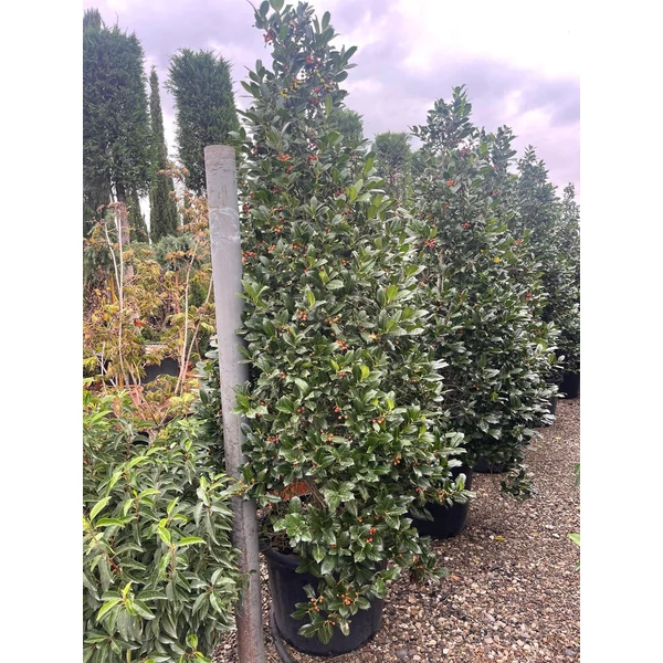 Magyal   ILEX MUTCHAGARA NELLIE R. STEVENS 170/+ K65