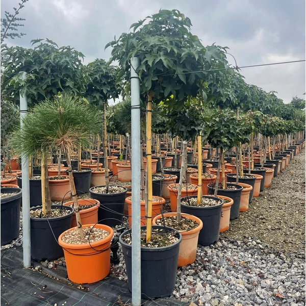 Amerikai ámbrafa  LIQUIDAMBAR STYRACIFLUA GUMBALL T80 K15
