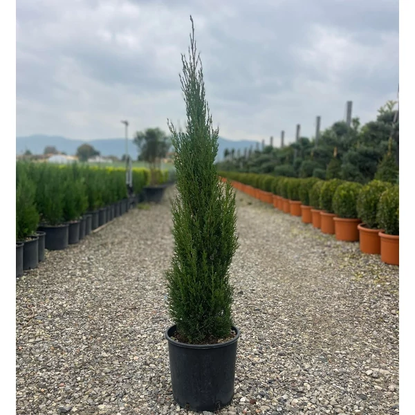 Európai ciprus   CUPRESSUS SEMPERVIRENS TOTEM 80/100 K9