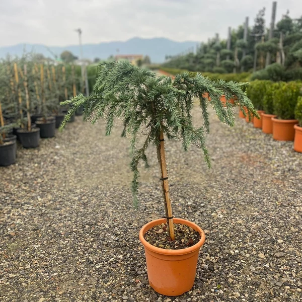 Kék terülő himalájai cédrus CEDRUS DEODARA FEELIN BLUE T50 K9