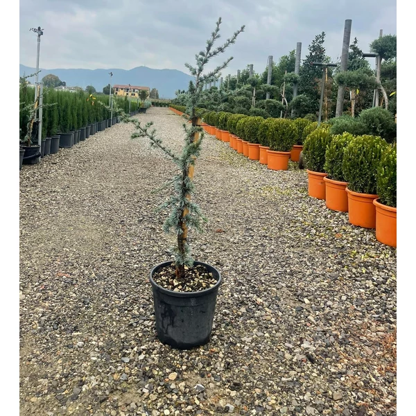 Atlasz cédrus   CEDRUS ATLANTICA GLAUCA 80/+ K7,5
