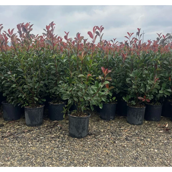 Örökzöld korallberkenye  PHOTINIA FRASERI RED ROBIN 80/100 K9