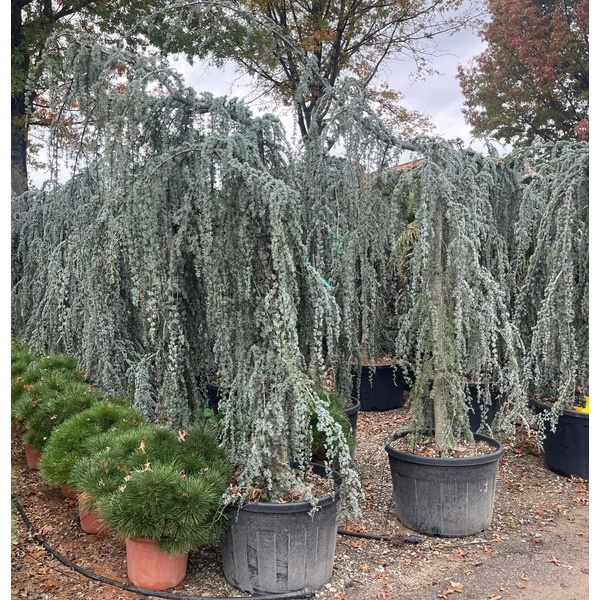 Kék csüngő atlasz cédrus CEDRUS ATLANTICA GLAUCA PENDULA 250/+ K180