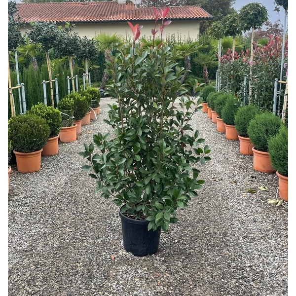 Örökzöld korallberkenye   PHOTINIA FRASERI RED ROBIN 120/140 K25