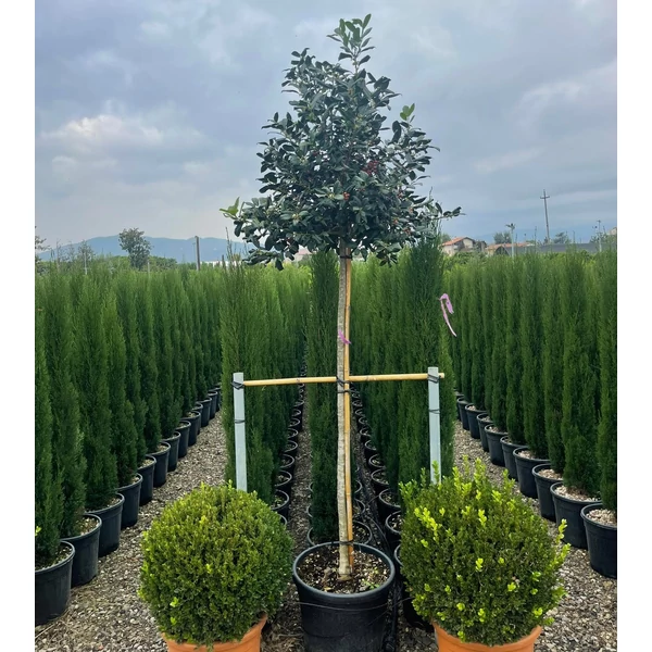 Magyal  ILEX MUTCHAGARA NELLIE R. STEVENS T150 K35