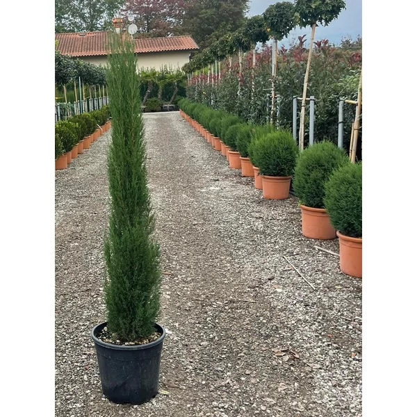 Európai ciprus   CUPRESSUS SEMPERVIRENS TOTEM 120/150 K18