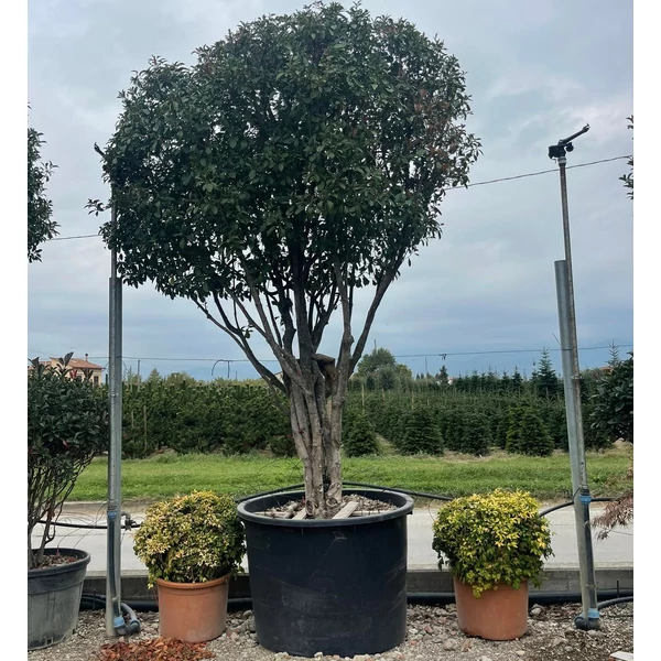 Örökzöld korallberkenye  PHOTINIA FRASERI RED ROBIN TÖBBTÖRZSES 350/+ K1000