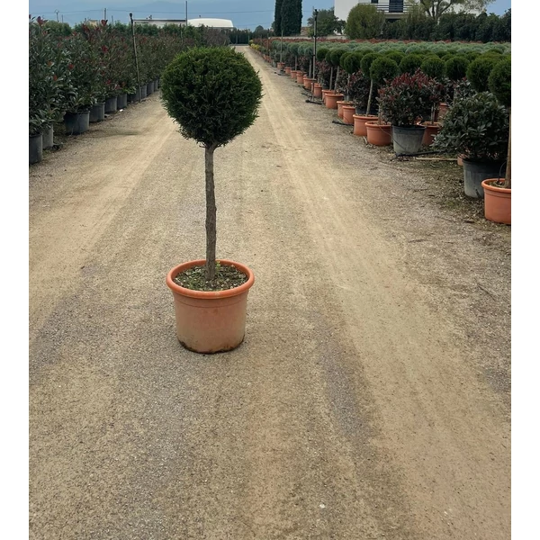 Leyland ciprus  CUPRESSOCYPARIS LEYLANDII PYRAMIDALIS T50 K15