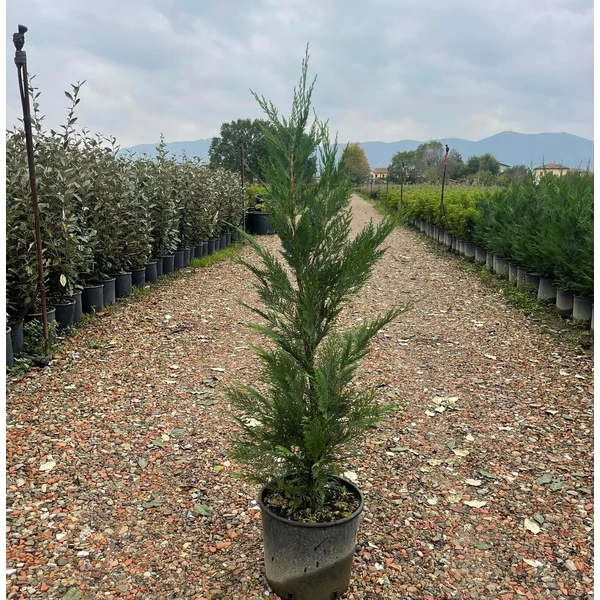 Leyland ciprus   CUPRESSOCYPARIS LEYLANDII 80/100 K9