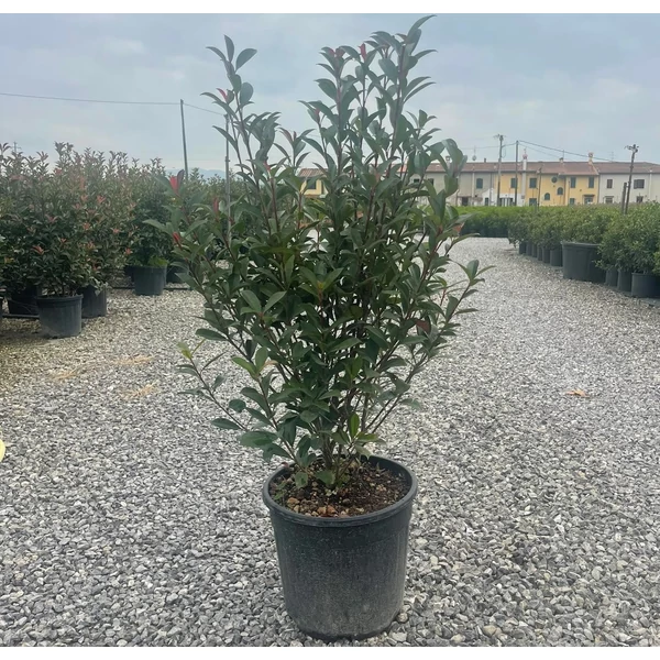 Örökzöld korallberkenye  PHOTINIA FRASERI COMPACTA 80/100 K18