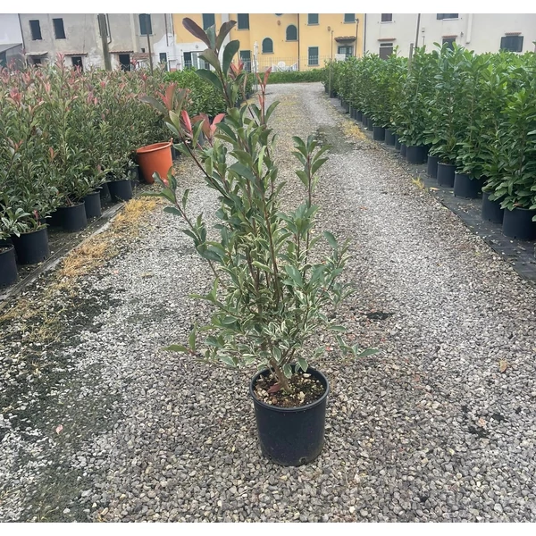 Örökzöld korallberkenye   PHOTINIA FRASERI PINK MARBLE 80/100 K9