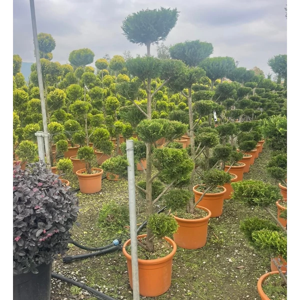 Arany lombú leyland ciprus CUPRESSOCYPARIS LEYLANDII CASTLEWELLAN GOLD BONSAI 170/+ K25