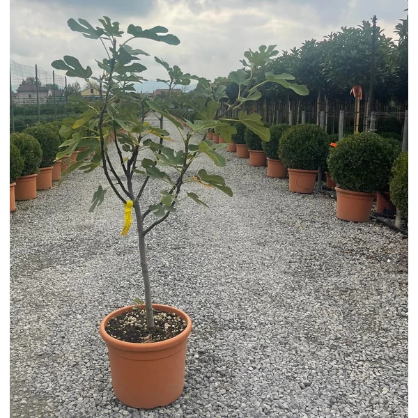Füge FICUS CARICA T50 K15