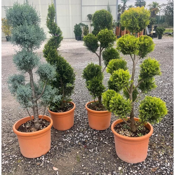 Arany lombú leyland ciprus CUPRESSOCYPARIS LEYLANDII GOLD RIDER POM-PON 100/120 K15
