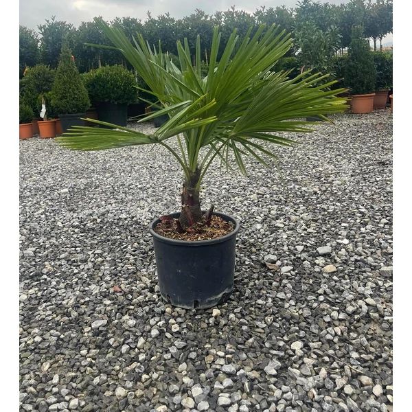 Kínai kenderpálma  CHAMAEROPS EXCELSA K7,5