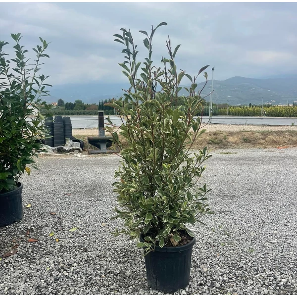 Örökzöld korallberkenye   PHOTINIA FRASERI PINK MARBLE 120/+ K25