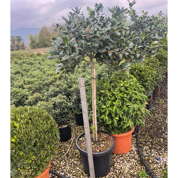 Magyal    ILEX MUTCHAGARA NELLIE R. STEVENS T80 K15
