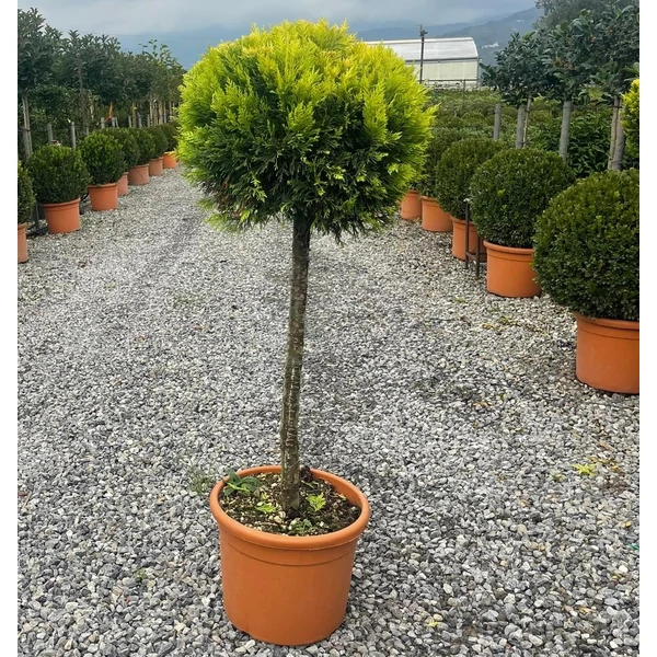 Arany lombú leyland ciprus CUPRESSOCYPARIS LEYLANDII GOLD RIDER T50 K18