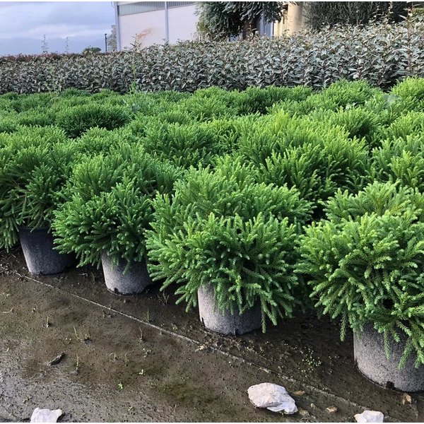 Törpe japán szugifenyő  CRYPTOMERIA JAPONICA GLOBOSA NANA 40/+ K10