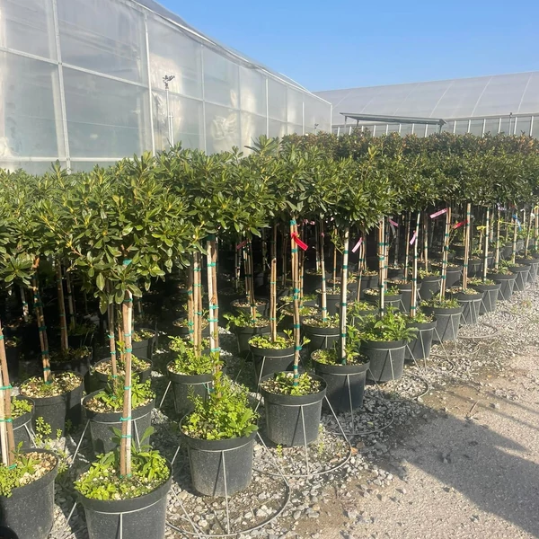 Japán azálea            AZALEA JAPONICA T1/2 K9