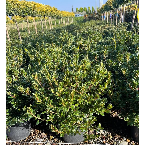 Japán azálea   AZALEA JAPONICA 40/60 K9