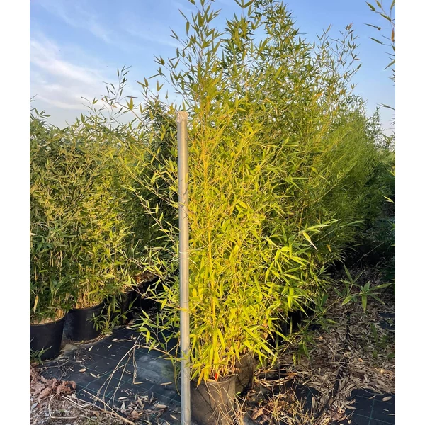 Sárgás bambusz  PHYLLOSTACHYS AUREA 175/200 K15                